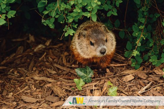 Happy Groundhog Day - Arwood Waste - (888) 413-5105 Toll Free - Dumpster, Residential Roll Off Dumpster, Front Load Equipment, Commercial Dumpster, Construction Dumpsters and Demolition - Free Quote